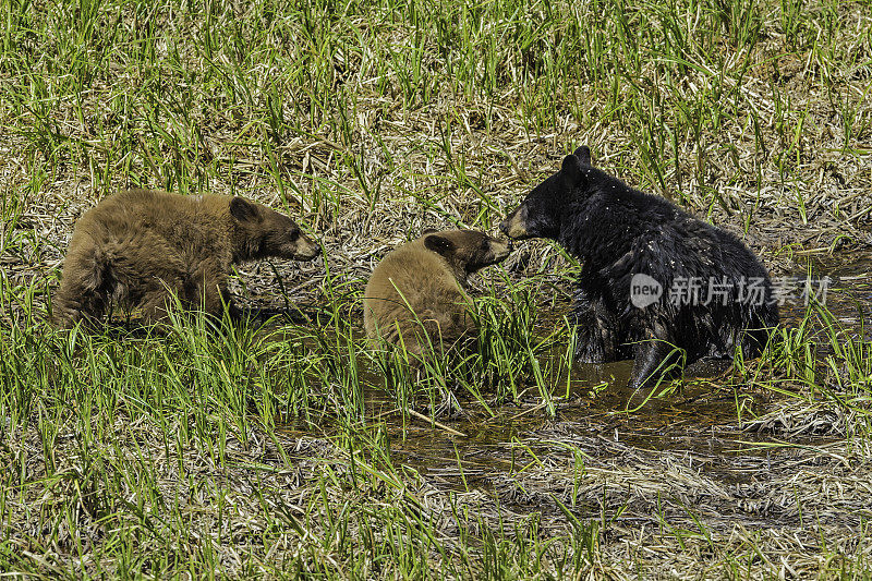 美国黑熊(Ursus americanus)，或简称为黑熊，是北美特有的中型熊。黄石国家公园，怀俄明州。母亲和幼崽。